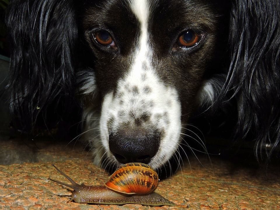 Immer mehr Hunde werden von Schnecken mit dem tödlichen Lungenwurm angesteckt