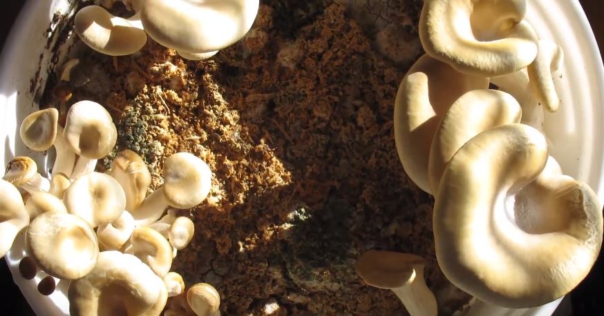 Wie du endlos viele essbare Pilze (Oyster oder Shiitake) selbst in Kaffeesatz anpflanzt