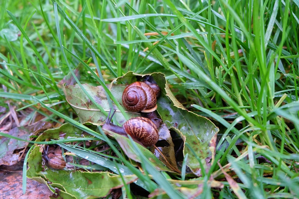 Immer mehr Hunde werden von Schnecken mit dem tödlichen Lungenwurm angesteckt