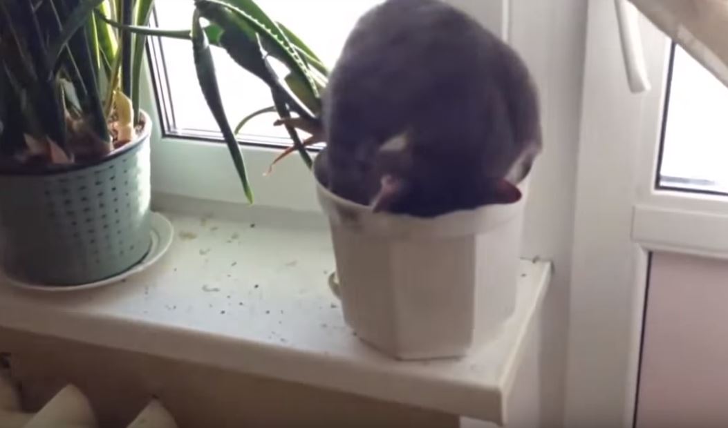Katzen schlafen