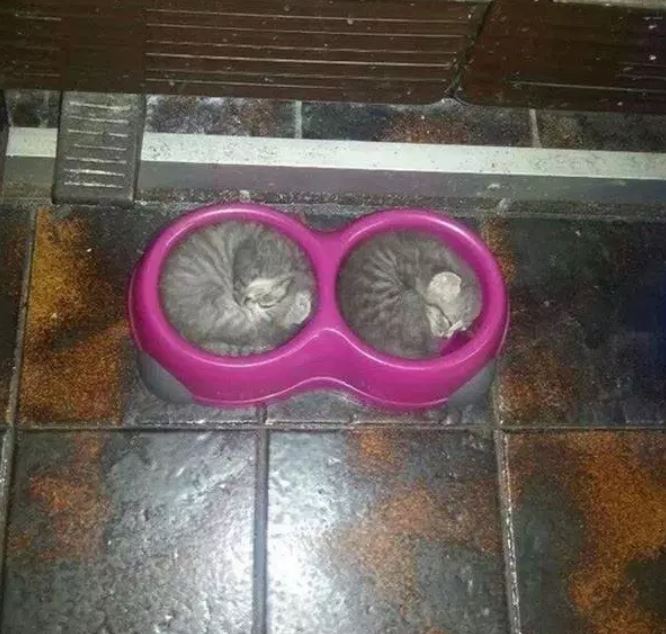 Katzen schlafen