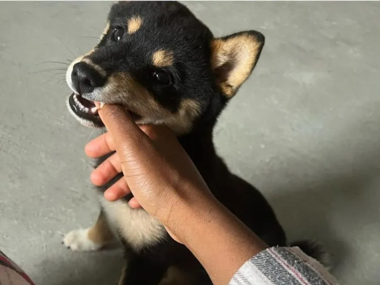 Was sagt Ihr Hund wirklich? Entdecken Sie 43 Tipps, um den Hundecode zu knacken!