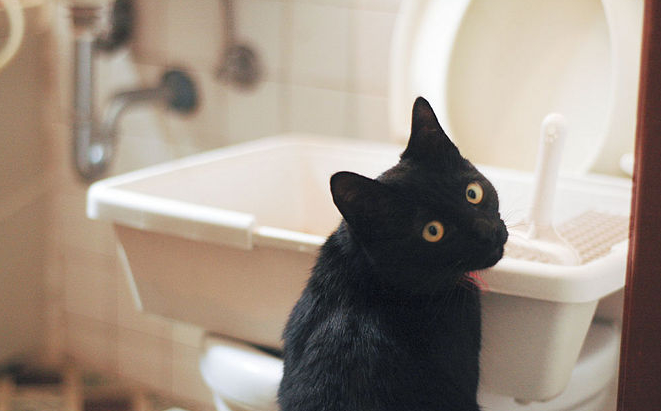 Mit diesem einfachen Trick musst du nie wieder das Katzenklo saubermachen!