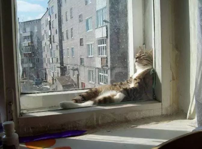Katzen schlafen