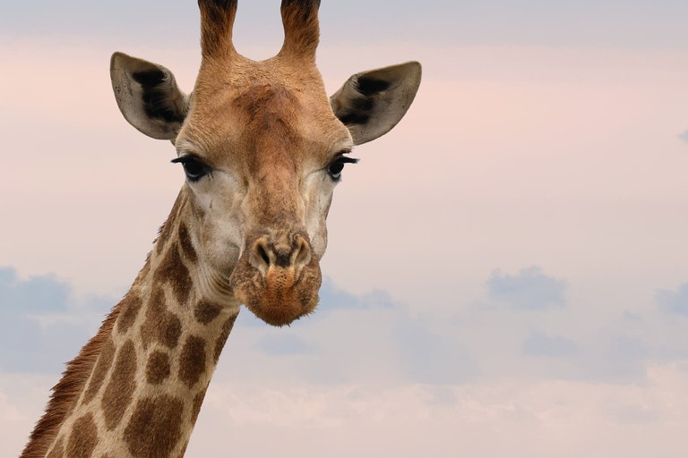 Dieser Giraffe wurde in freier Wildbahn gesichtet – Tierarzt nach Untersuchtung schockiert