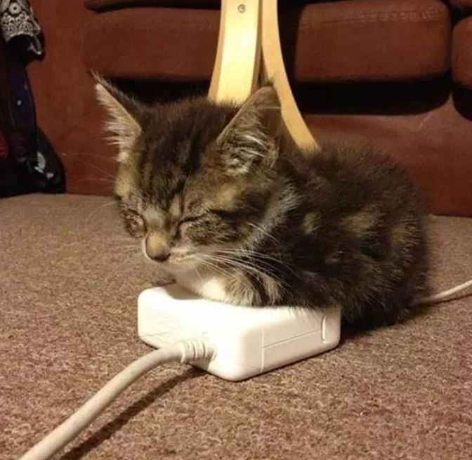 24 Katzen schlafen an den unmöglichsten Orten: pass' ich rein, da schlaf' ich auch!