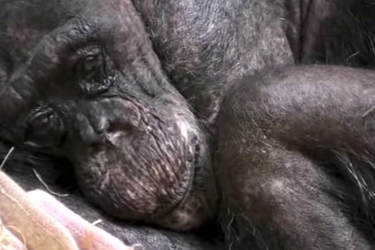 Vídeo comovente: Esta chimpanzé de 59 anos diz adeus a um velho amigo