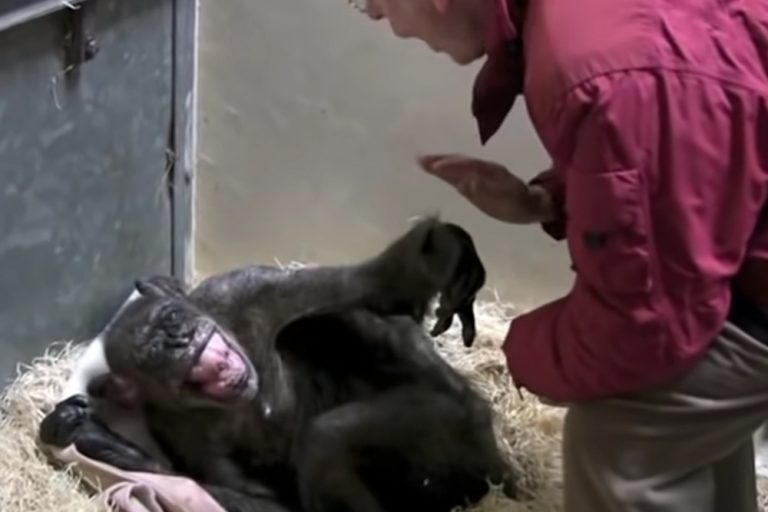Vídeo comovente: Esta chimpanzé de 59 anos diz adeus a um velho amigo
