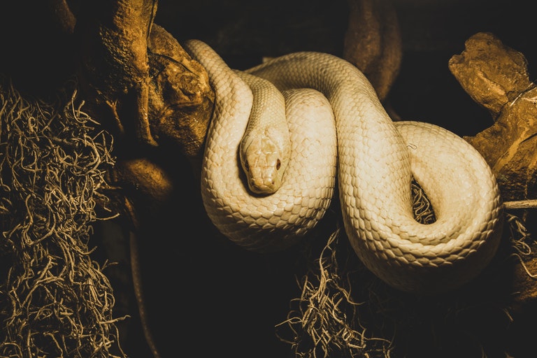 Esta cobra foi avistada na natureza – o veterinário fica chocado ao perceber por que ela é tão grande