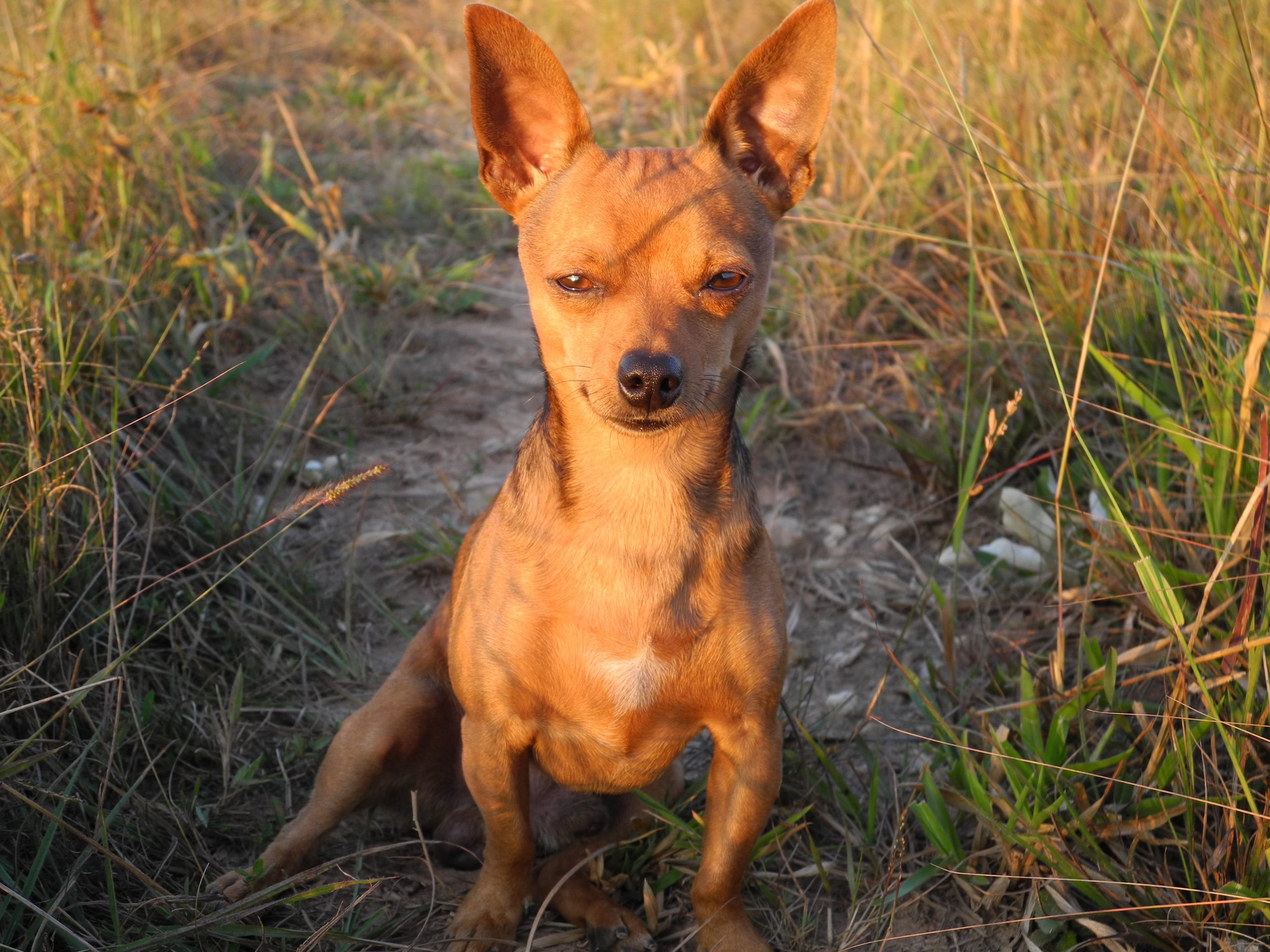 Deze pitbull weigerde het asiel te verlaten zonder zijn chihuahua vriend