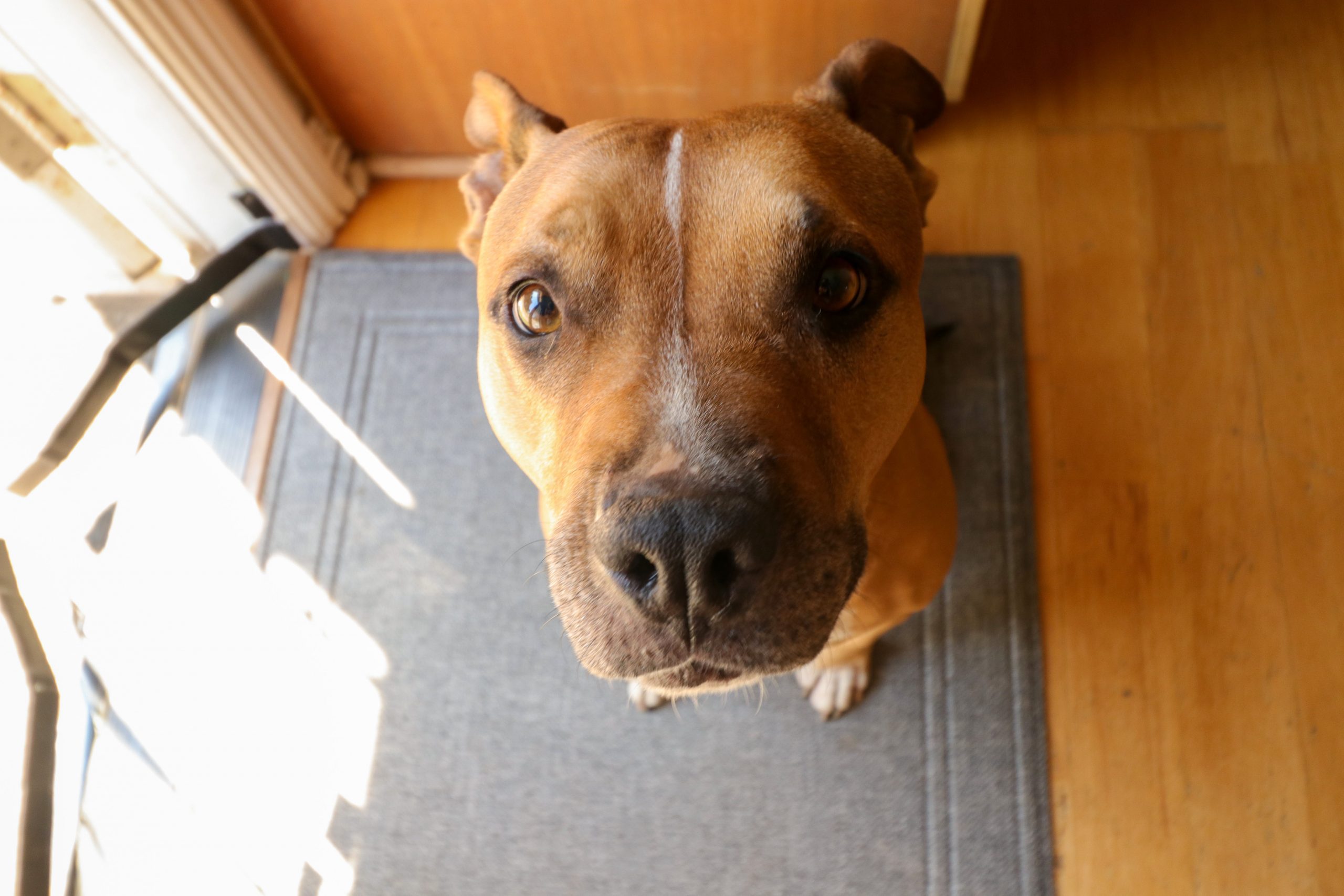 Deze pitbull weigerde het asiel te verlaten zonder zijn chihuahua vriend
