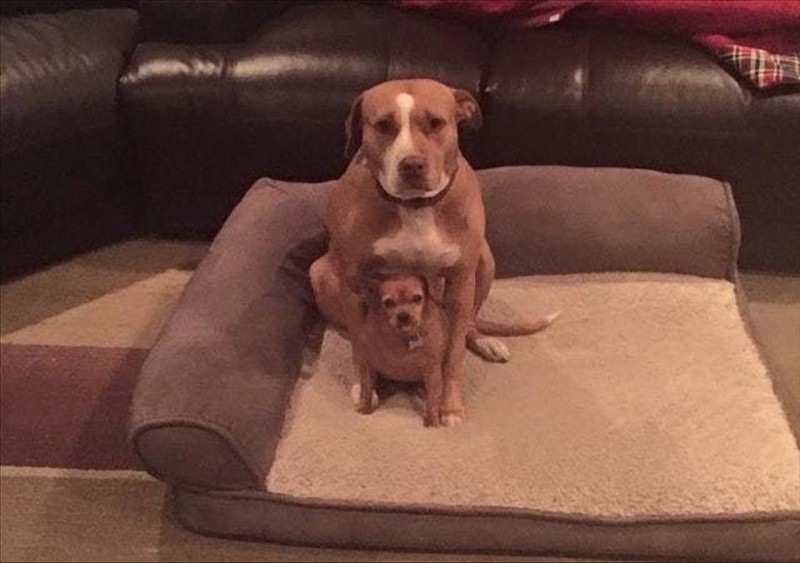 Deze pitbull weigerde het asiel te verlaten zonder zijn chihuahua vriend