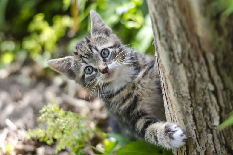 Sempre encontra os gatos do seu vizinho em seu jardim? Este truque para gatos os manterá afastados!