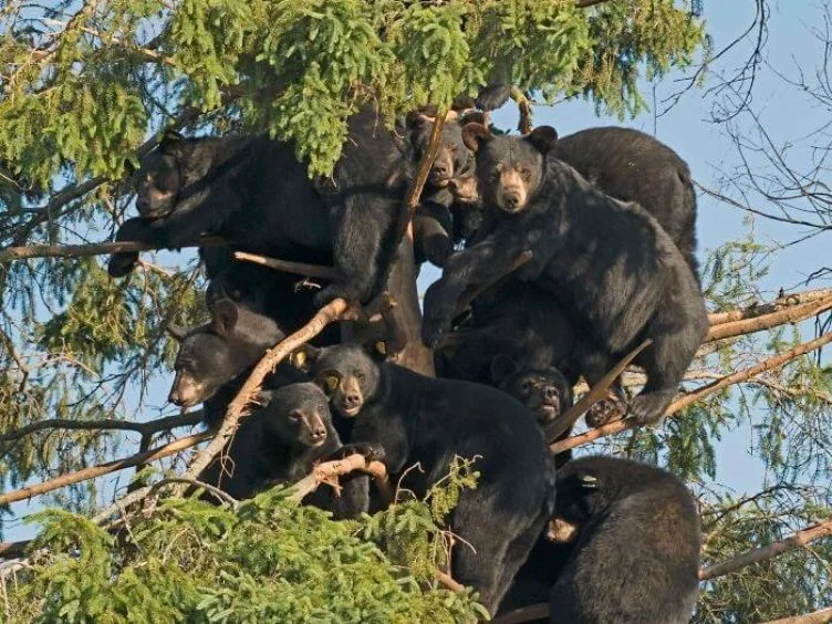 Segure seu riso - 40 momentos engraçados com animais adoráveis