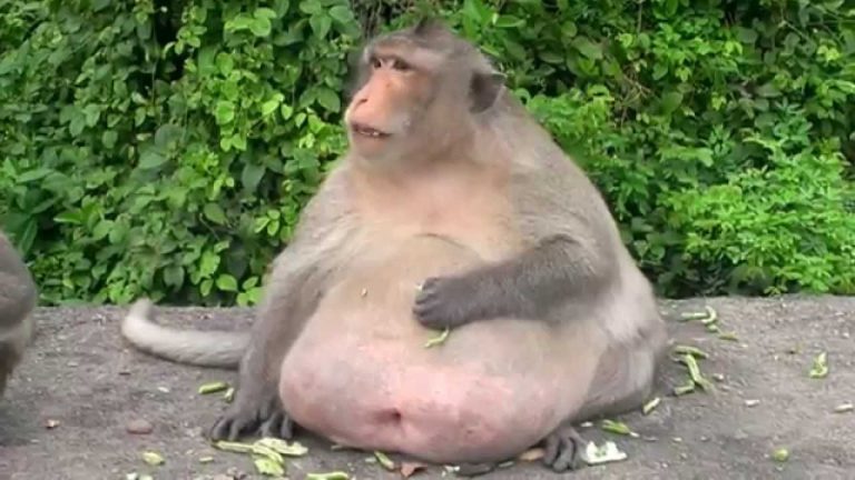 Deze Aap Werd Gespot In Het Wild - Dierenarts Is In Shock Als Hij Zich Realiseert Waarom Hij Zo Groot Is