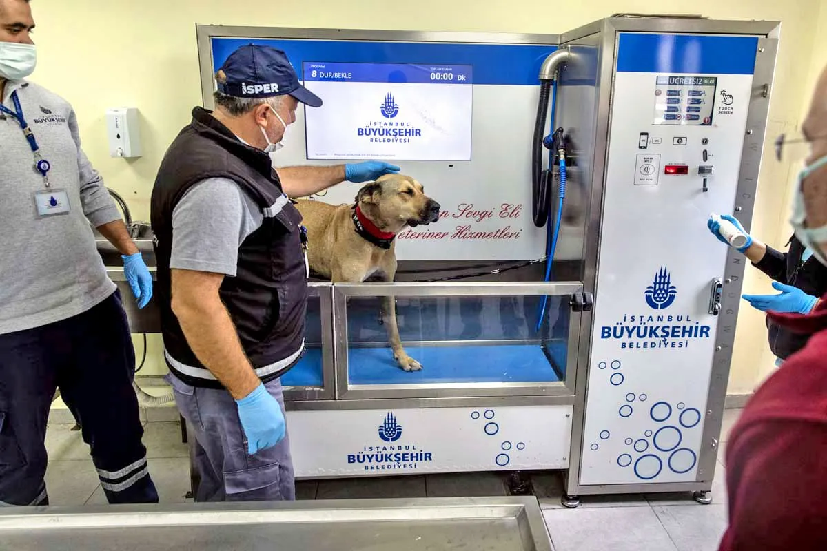 Homem encontra "cobra" em seu vaso sanitário - quando o especialista a vê, ele sussurra: "Isso não é uma cobra..."