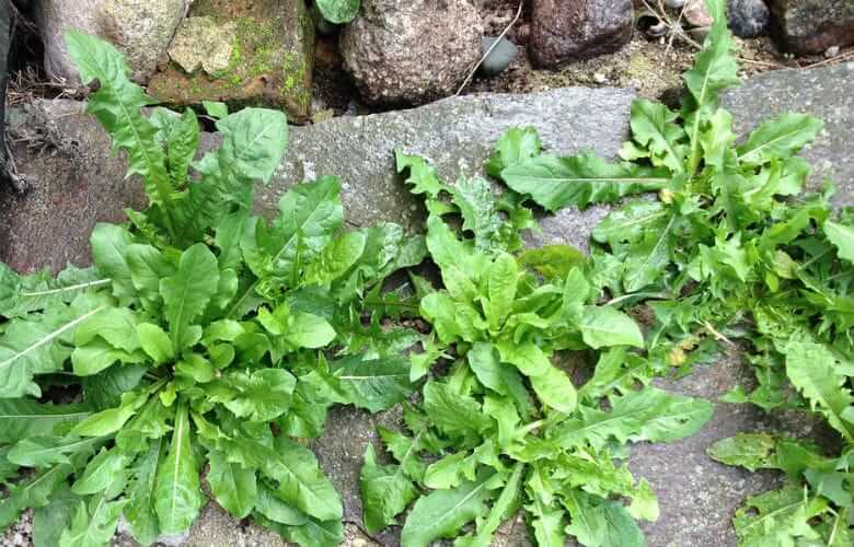 Livre-se das ervas daninhas do jardim com este truque barato e fácil! Nenhum produto químico é necessário!