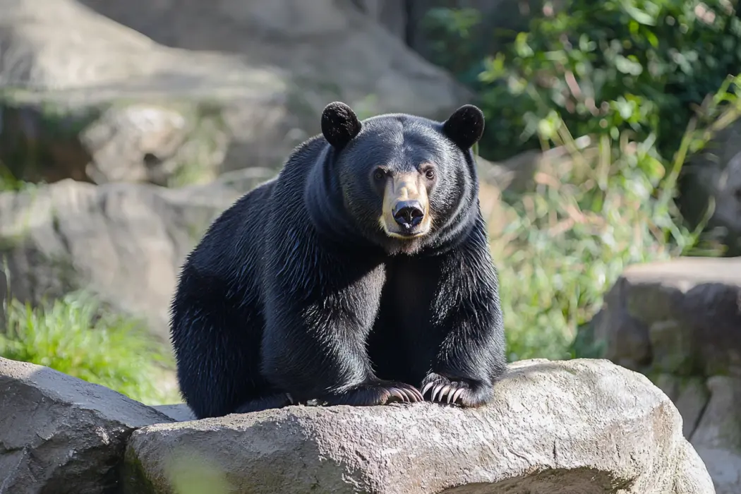 Mulher segue urso na floresta depois que ele se aproxima inesperadamente dela no ponto de ônibus