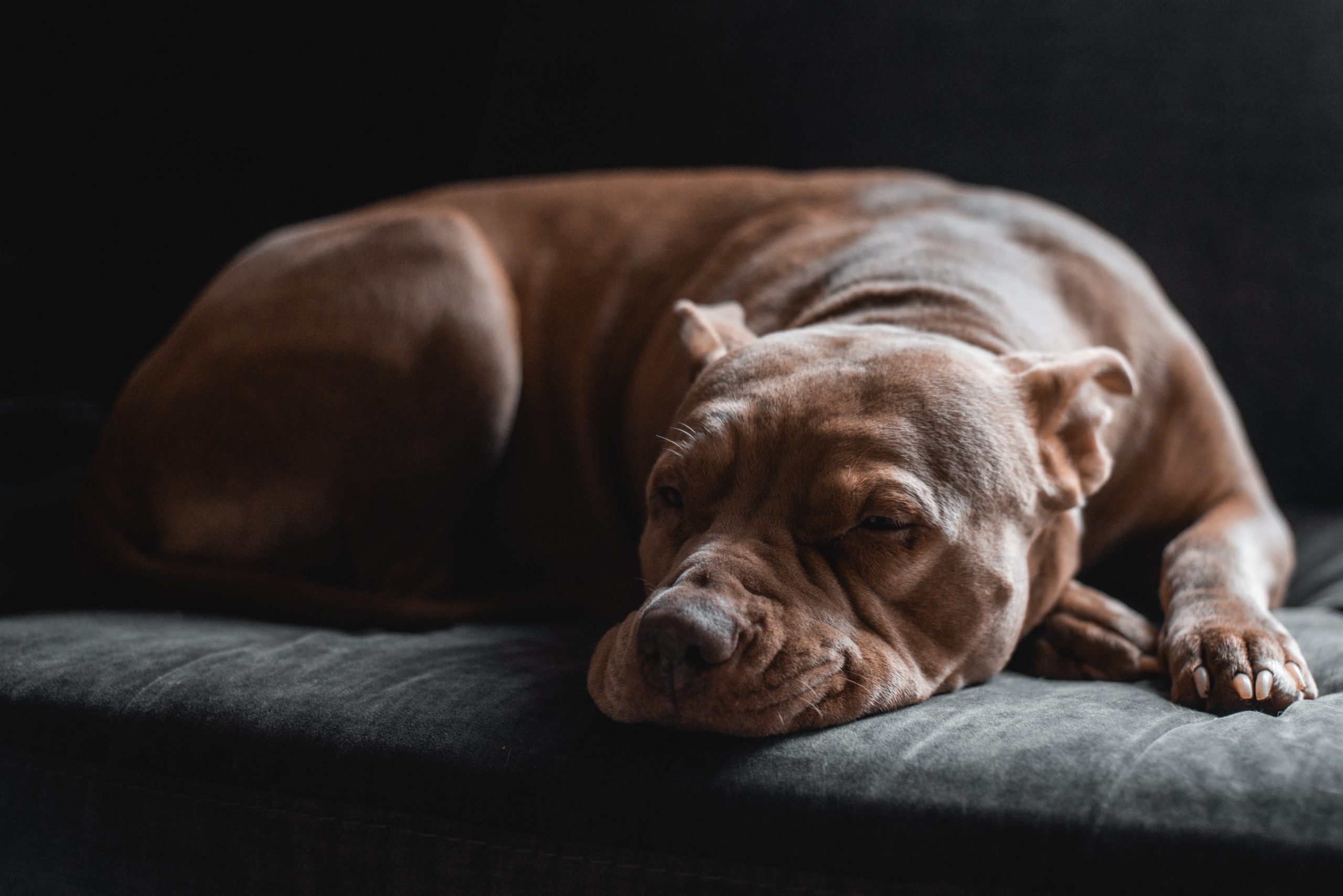 Deze pitbull weigerde het asiel te verlaten zonder zijn chihuahua vriend
