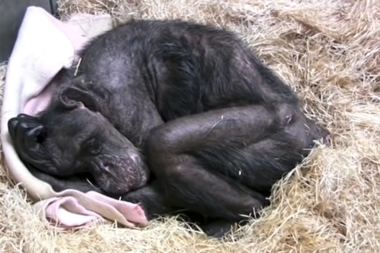 Vídeo comovente: Esta chimpanzé de 59 anos diz adeus a um velho amigo