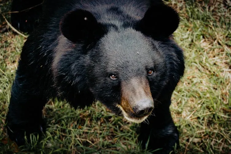 Mulher segue urso na floresta depois que ele se aproxima inesperadamente dela no ponto de ônibus