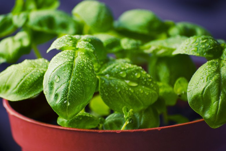 These 21 garden hacks will save you a lot of time and money