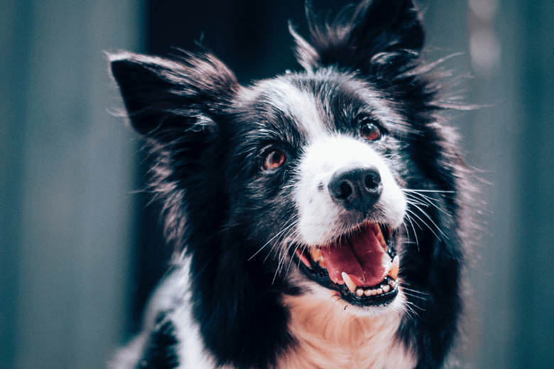 Border collie limpou mais de 1.000 garrafas plásticas em 2022