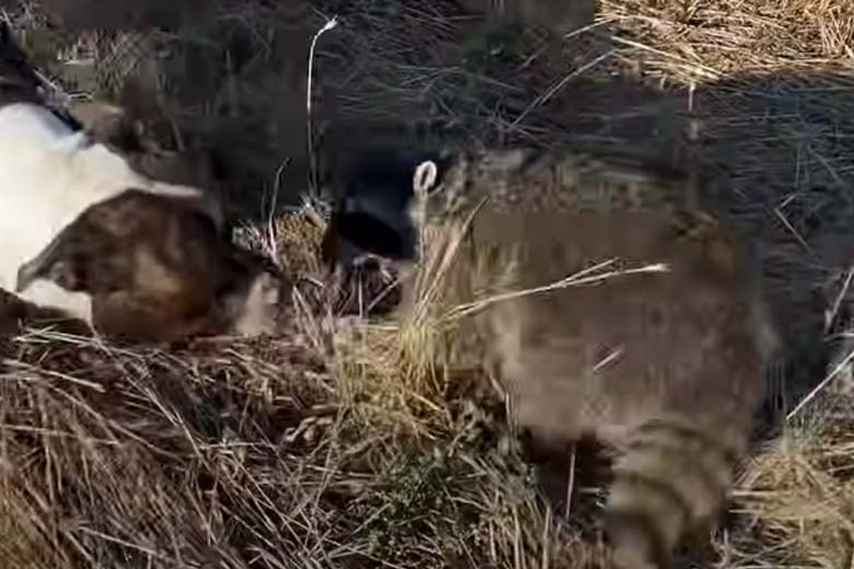 Houthakkers treffen in holle boom een bizar schepsel aan