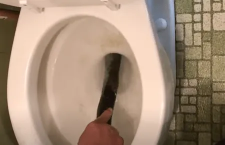 Homem encontra "cobra" em seu vaso sanitário - quando o especialista a vê, ele sussurra: "Isso não é uma cobra..."