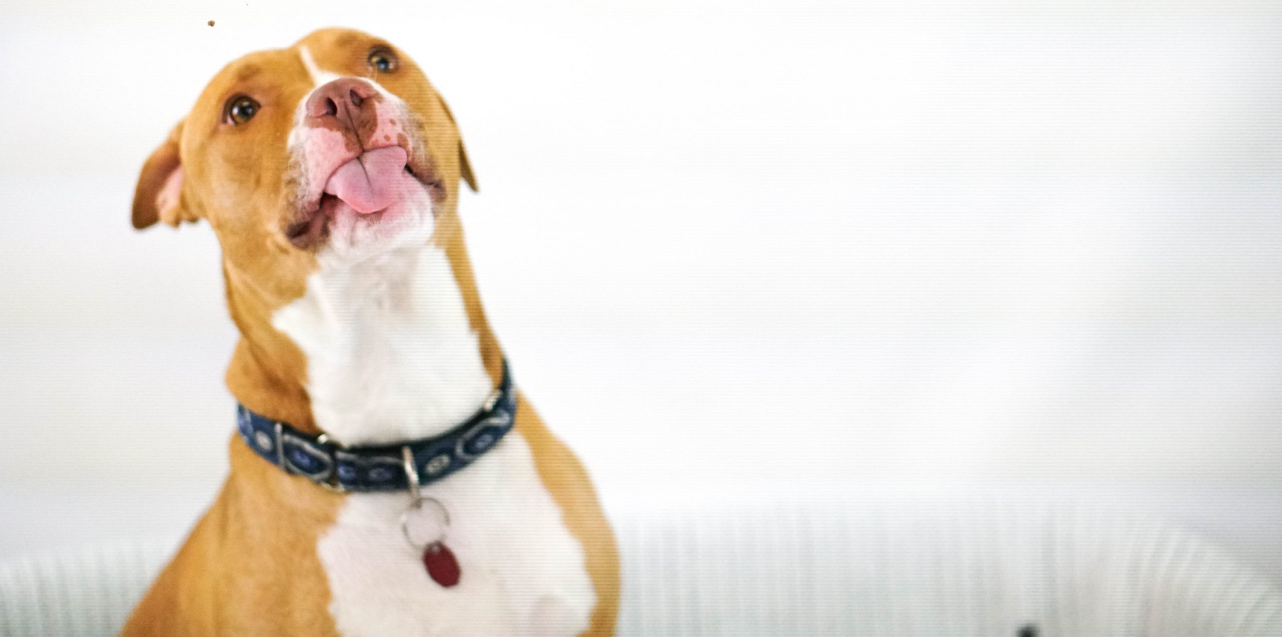 Deze pitbull weigerde het asiel te verlaten zonder zijn chihuahua vriend