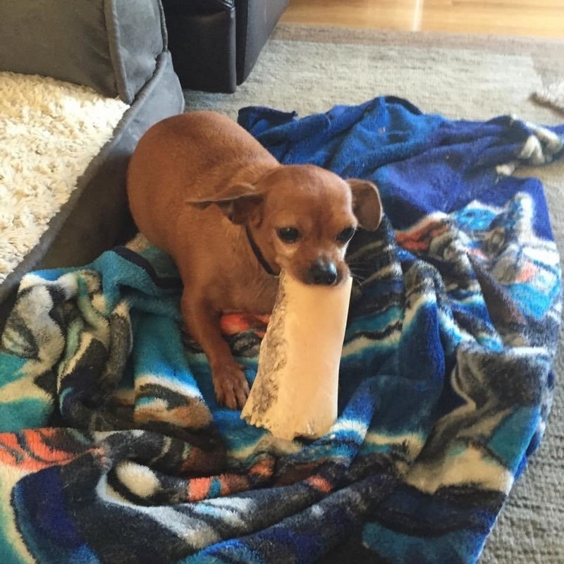 Deze pitbull weigerde het asiel te verlaten zonder zijn chihuahua vriend