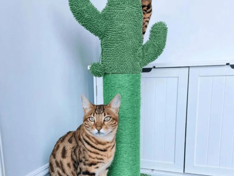 30 dicas para donos de gatos: Seu guia para entender e cuidar de seu gato