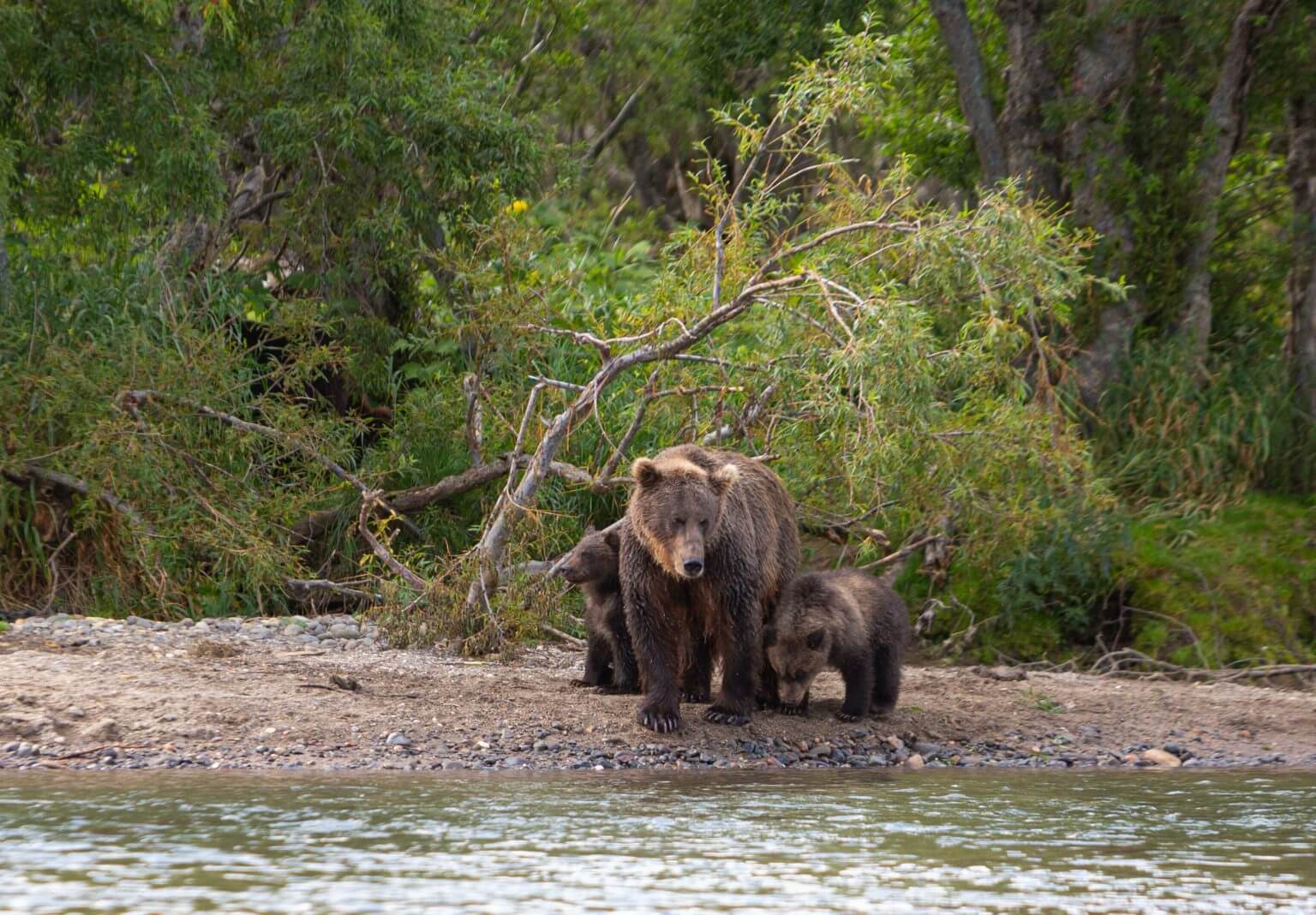 Confira as coisas chocantes que esta mãe urso faz enquanto os pescadores salvam seus filhotes