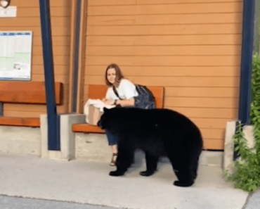 Mulher segue urso na floresta depois que ele se aproxima inesperadamente dela no ponto de ônibus