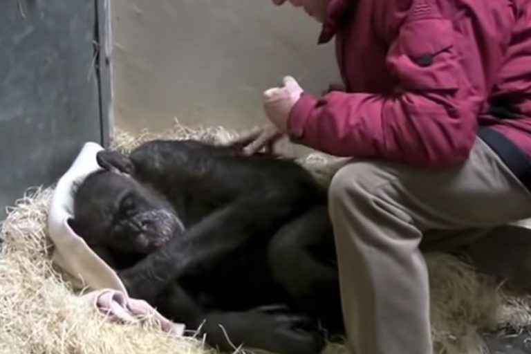 Vídeo comovente: Esta chimpanzé de 59 anos diz adeus a um velho amigo