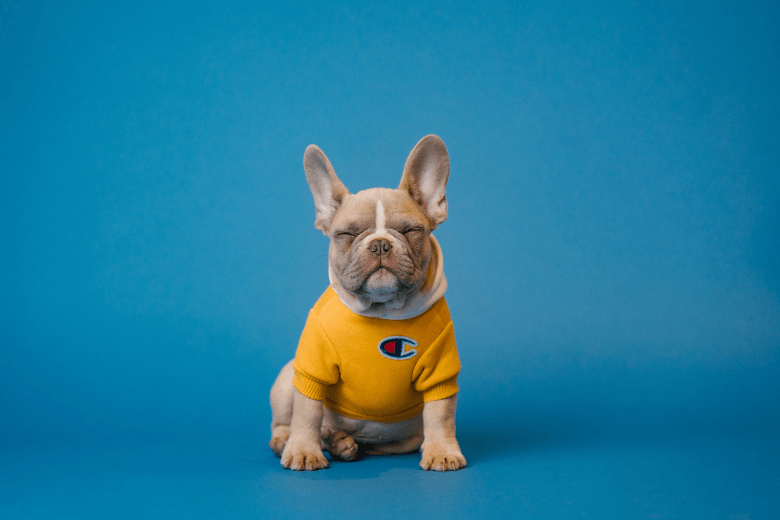 Buldogue desaparecida finalmente se reuniu com sua família