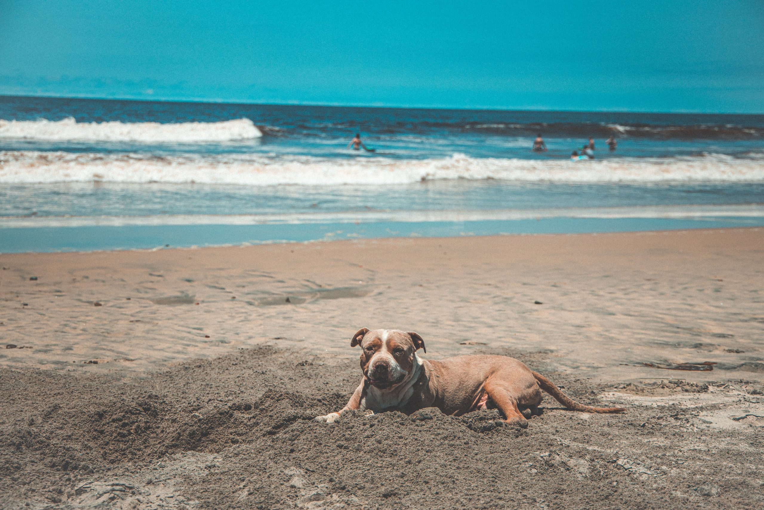 Deze pitbull weigerde het asiel te verlaten zonder zijn chihuahua vriend