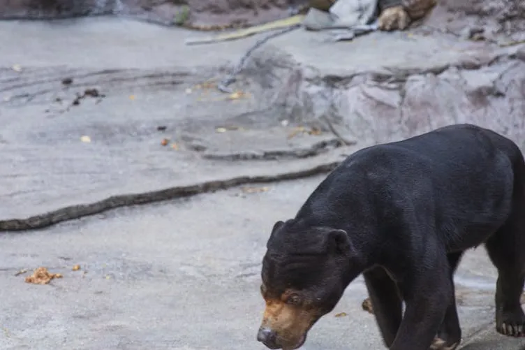 Mulher segue urso na floresta depois que ele se aproxima inesperadamente dela no ponto de ônibus