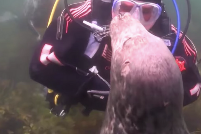 Mergulhador não entendia o que a foca queria até que o animal agarrou sua mão