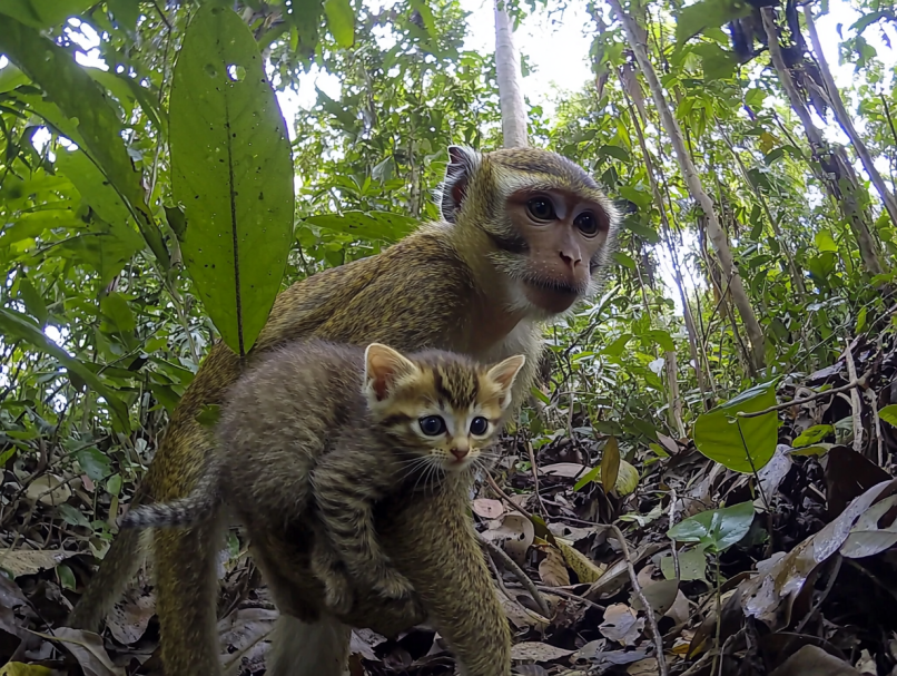 Macaco arrasta gatinho para longe - a dona fica chocada ao descobrir a verdade
