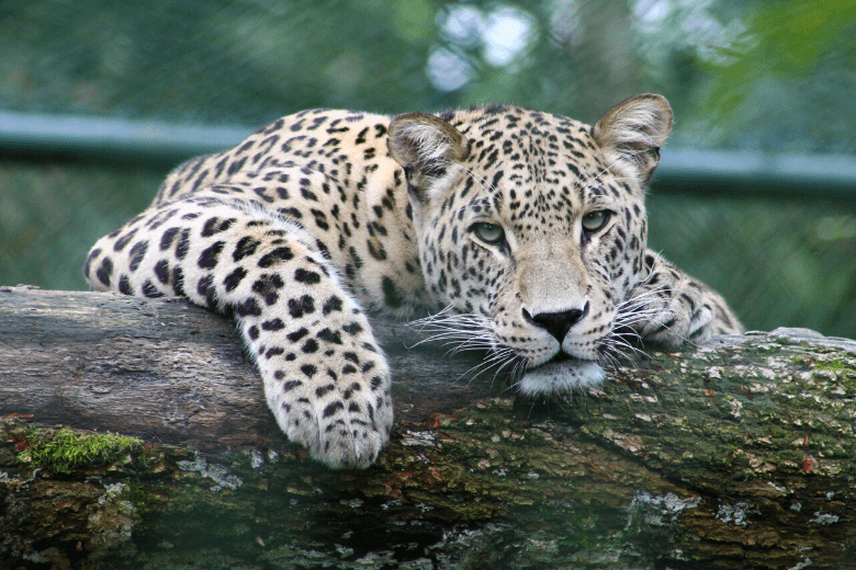 Leopardo que se acreditava estar extinto é visto na Turquia