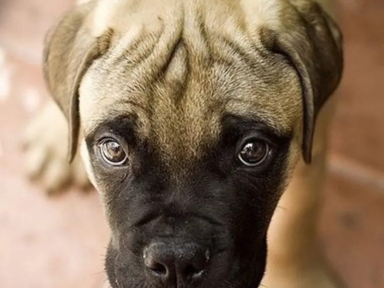 O que seu cão está realmente dizendo? Descubra 43 dicas para decifrar o código canino!