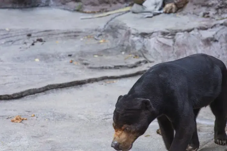 Mulher segue urso na floresta depois que ele se aproxima inesperadamente dela no ponto de ônibus