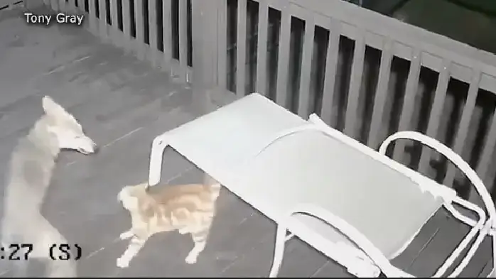 O coiote arranca o gato da varanda - e tudo foi filmado pela câmera