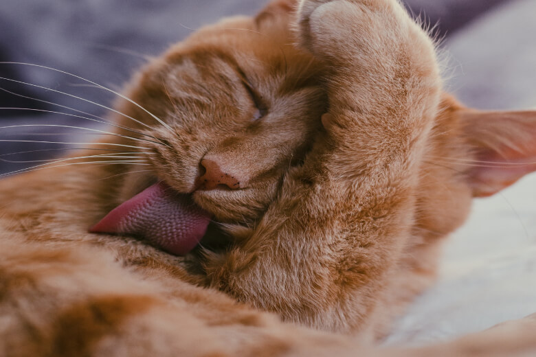 Ahá! É por isso que seu gato gosta de lamber seu cabelo