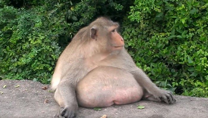 Deze Aap Werd Gespot In Het Wild - Dierenarts Is In Shock Als Hij Zich Realiseert Waarom Hij Zo Groot Is