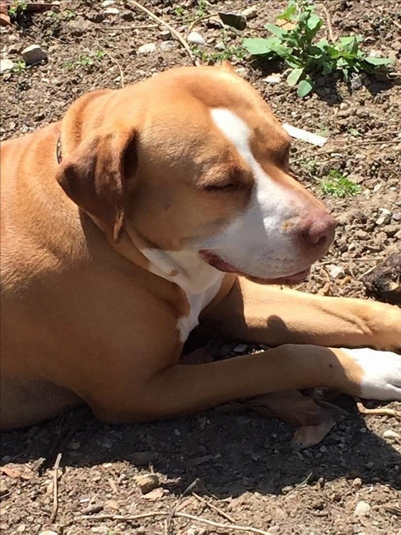 Deze pitbull weigerde het asiel te verlaten zonder zijn chihuahua vriend