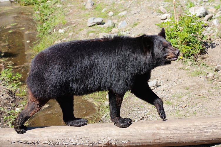 Mulher segue urso na floresta depois que ele se aproxima inesperadamente dela no ponto de ônibus