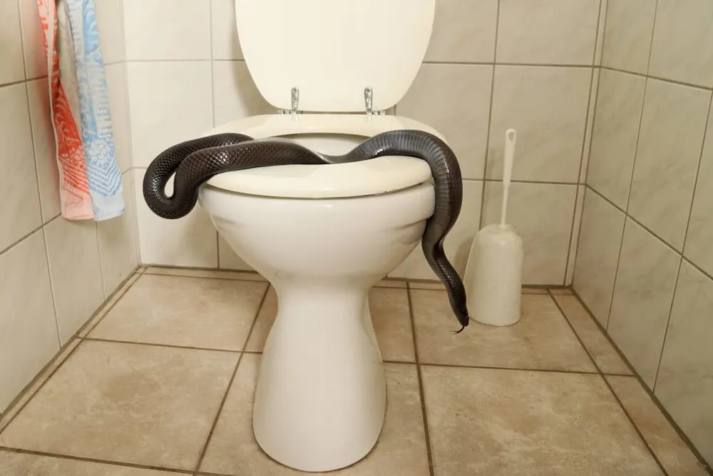 Homem encontra "cobra" em seu vaso sanitário - quando o especialista a vê, ele sussurra: "Isso não é uma cobra..."