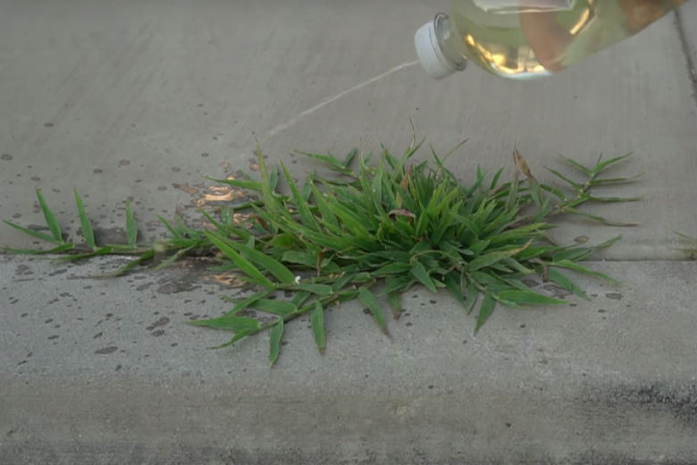 Elimine ervas daninhas que crescem na calçada! Esta dica simples removerá suas ervas daninhas rapidamente!